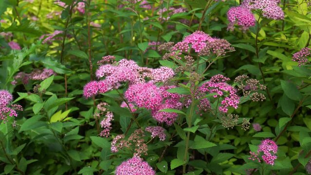 large bumblebees pollinate pink spirea flowers in inflorescences on shrubs among green leaves in a natural park and a nursery of ornamental plants