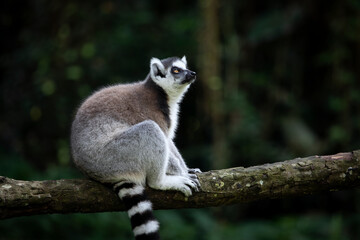 Ring-tailed lemur on branch, The ring-tailed lemur (Lemur catta) on tree