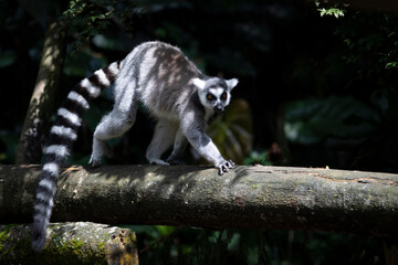 Ring-tailed lemur on branch, The ring-tailed lemur (Lemur catta) on tree