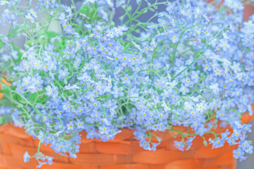 Flowers of blue young forget-me-nots in basket