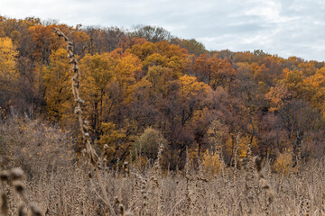 Rural autumn with golden forests and dry grass fields against a cloudy grey sky