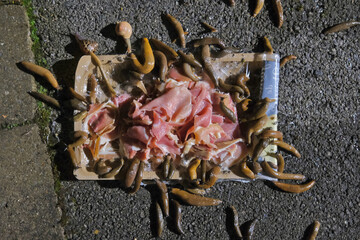 Large numbers of slugs and snails gathered in a packet of stale ham, on a terrace in the dark.