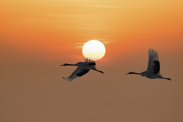 Zhalong Danding Crane in Qiqihar, Heilongjiang