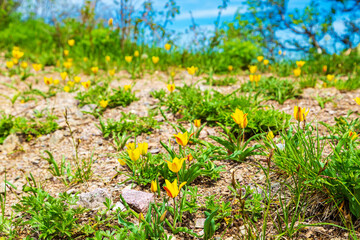 Obraz premium Wild yellow tulips in the Trans-Ili Alatau mountains.