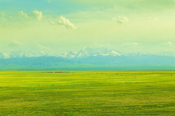 Herd of cows grazes in the steppe against the background of mountains.