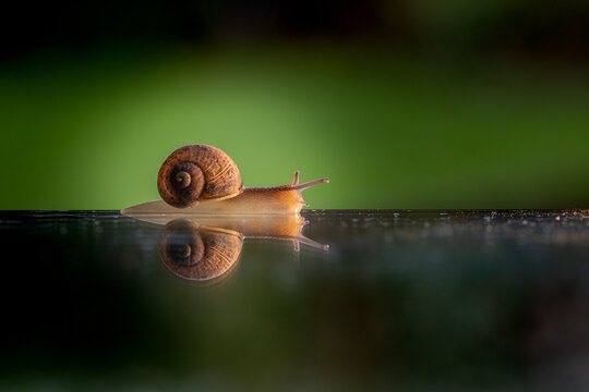 escargot