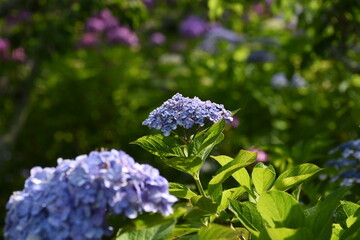 木漏れ日の中で咲く紫陽花