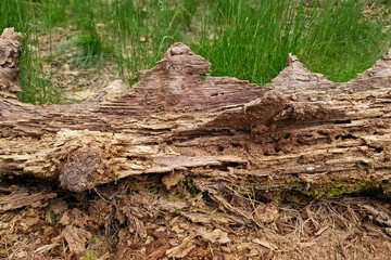 Special patterns in decaying tree trunk