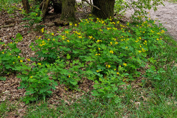 Flowering Greater celandine (Chelidonium majus) in verge of forest track