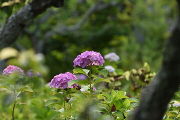 木漏れ日の中で咲く紫陽花