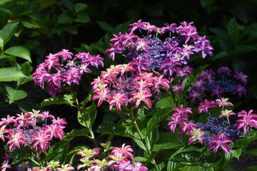 木漏れ日の中で咲く紫陽花