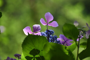 木漏れ日の中で咲く紫陽花