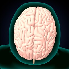 human brain, cerebellum and thalamus anatomy. 3d illustration