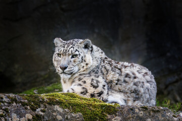 Fototapeta premium Closeup up of an adult snow leopard, Panthera uncia, watching from a rocky ledge.