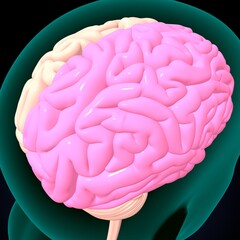 human brain, cerebellum and thalamus anatomy. 3d illustration