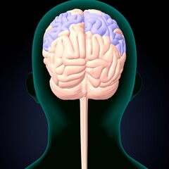 human brain, cerebellum and thalamus anatomy. 3d illustration