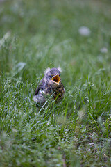 Thrush chick with yellow open beak in the grass.