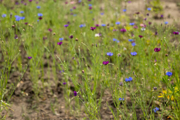 Wildflower field with blue and purple flowers