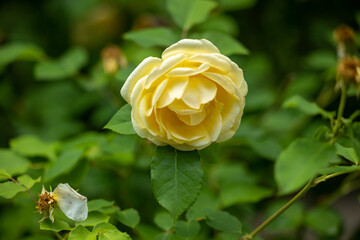 Yellow rose flower close up