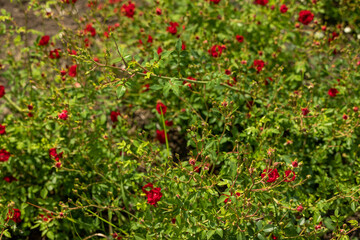 Small red roses on the green branches of a bush. Rose bushes in the garden.