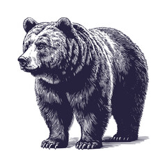 bear vector, bear silhouette