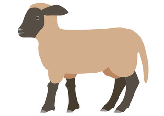 Illustration of a Suffolk lamb seen from the side