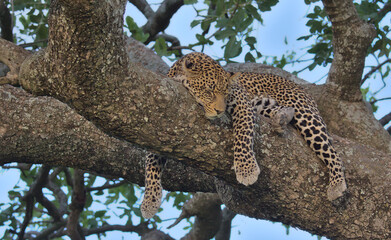 full length profile of handsome leopard sleeping on a tree branch with legs dangling and eyes closed in the wild serengeti national park, tanzania