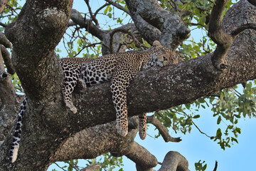 handsome leopard resting peacefully on a tree branch with eyes closed and legs dangling in the wild serengeti national park, tanzania