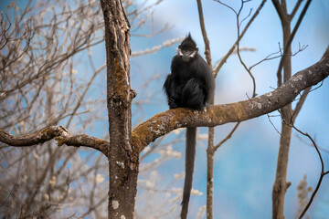 The White Cheeked Black Leaf Monkey in Wangping, Nanchuan Mountain, Chongqing
