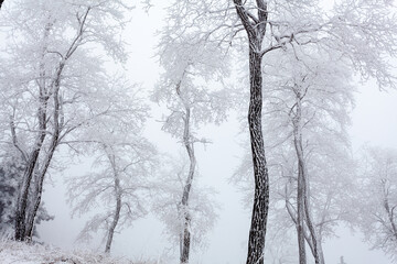 A locust tree forest covered in rime