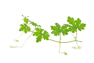 mustache of the gourd bitter with shape curve spiral and leaves on white background