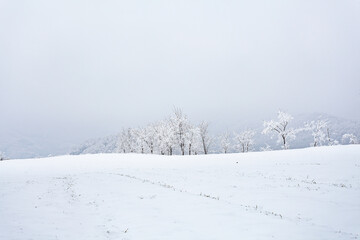 A wheat field covered in heavy snow