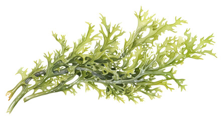 PNG Seaweed plant white background vegetable.