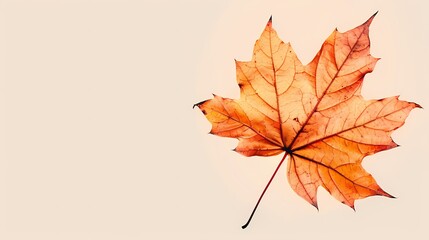 Minimalist close-up of a single maple leaf in fall colors