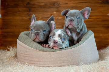 A group of cute funny French bulldog puppies are sitting in an animal bed looking at the camera