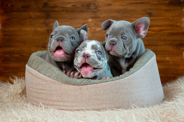 A group of cute funny French bulldog puppies are sitting in an animal bed looking at the camera