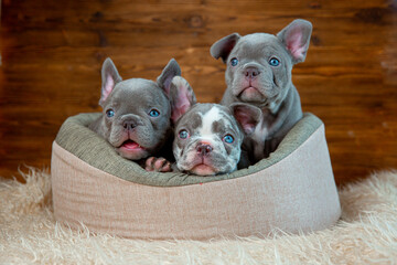 A group of cute funny French bulldog puppies are sitting in an animal bed looking at the camera