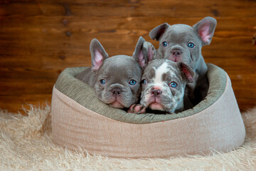 A group of cute funny French bulldog puppies are sitting in an animal bed looking at the camera