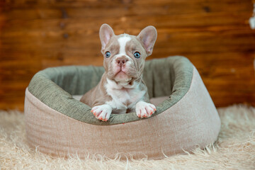 Cute baby French bulldog puppy lies in an animal bed on a wooden background