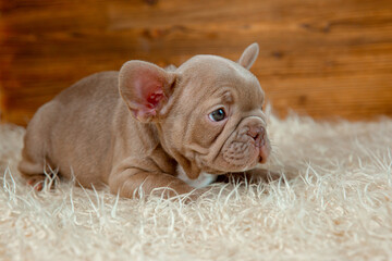 cute baby French bulldog puppy on a wooden background