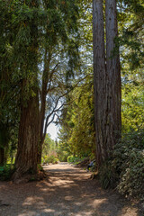 Obraz premium Walking path in the Blue Heron Lake located in Golden Gate Park, San Francisco, CA, USA