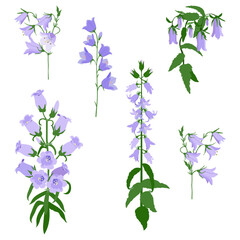 Set of various bells flower on an isolated background.