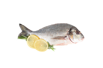 Poached and cleaned dorada fish with lemon and rosemary slices on white background.