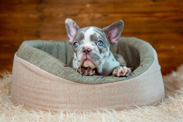 Cute baby French bulldog puppy lies in an animal bed on a wooden background