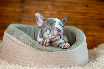 Cute baby French bulldog puppy lies in an animal bed on a wooden background