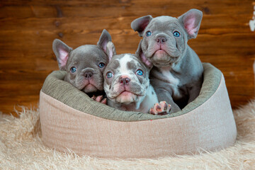 A group of cute funny French bulldog puppies are sitting in an animal bed looking at the camera