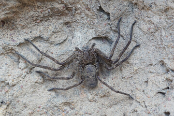 Huntsman Spinne auf Termitenhügel im Litchfield Nationalpark - Australien