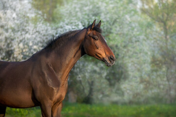 Obraz premium Bay horse in blossom