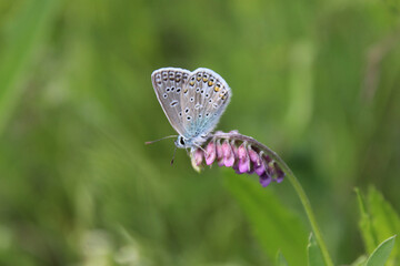 cute little butterfly sits on a delicate pink flower on a warm summer day