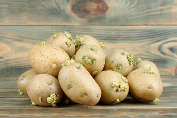 A bunch of potato tubers with new sprouts.